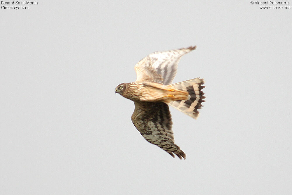 Hen Harrier