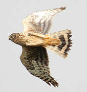 Hen Harrier