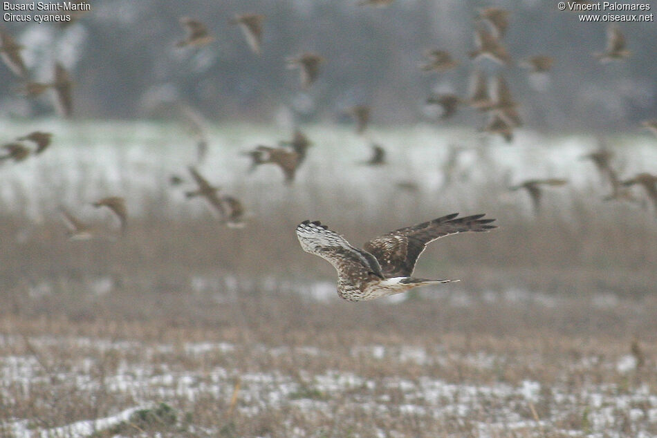 Hen Harrier