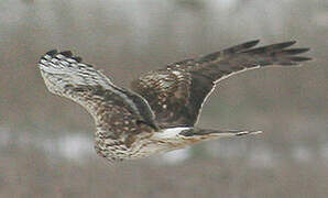 Hen Harrier