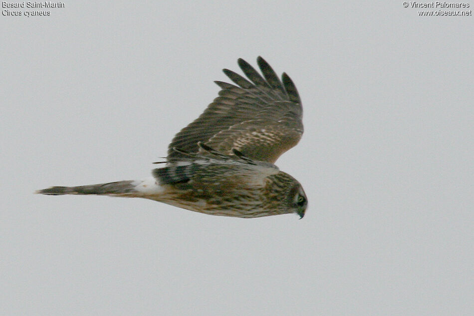 Hen Harrier