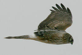 Hen Harrier