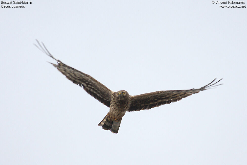 Hen Harrier