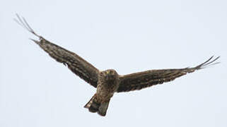 Hen Harrier