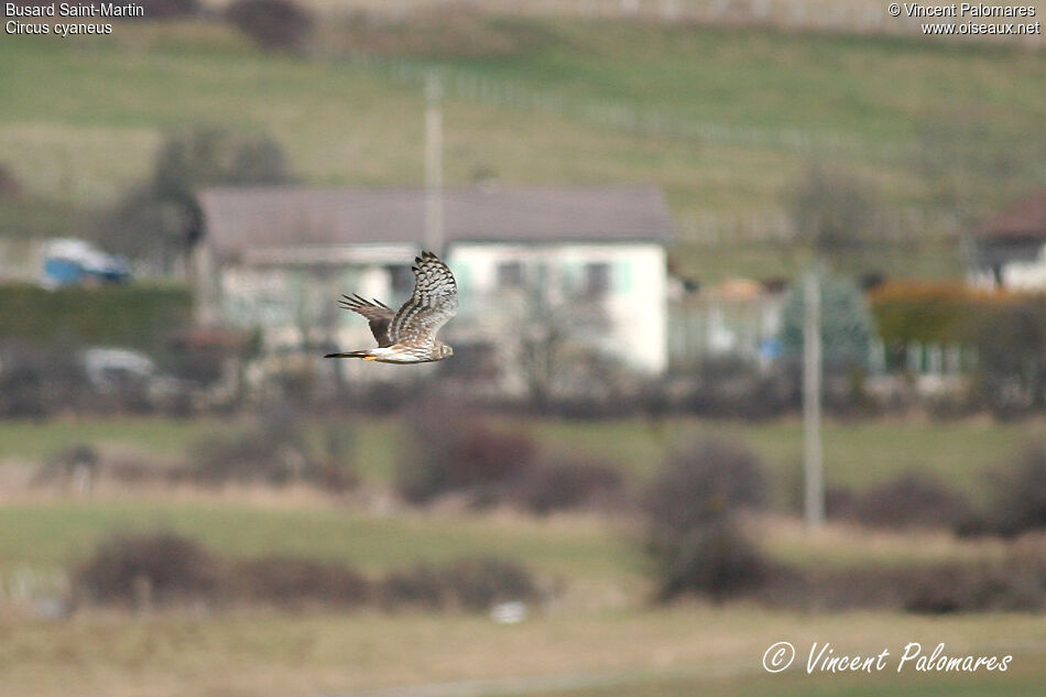 Hen Harrier female adult