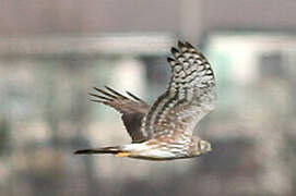 Hen Harrier