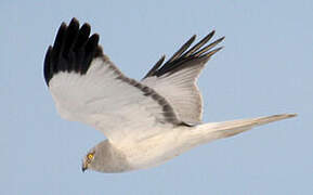 Hen Harrier