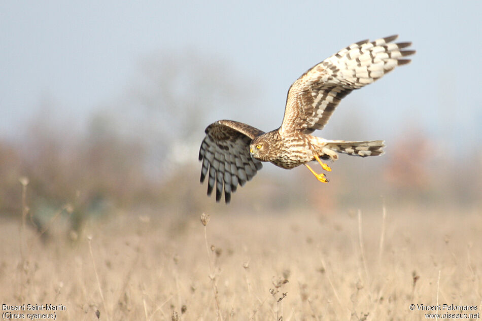 Hen Harrier female adult