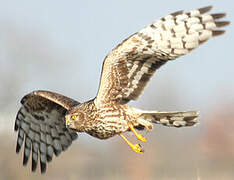 Hen Harrier