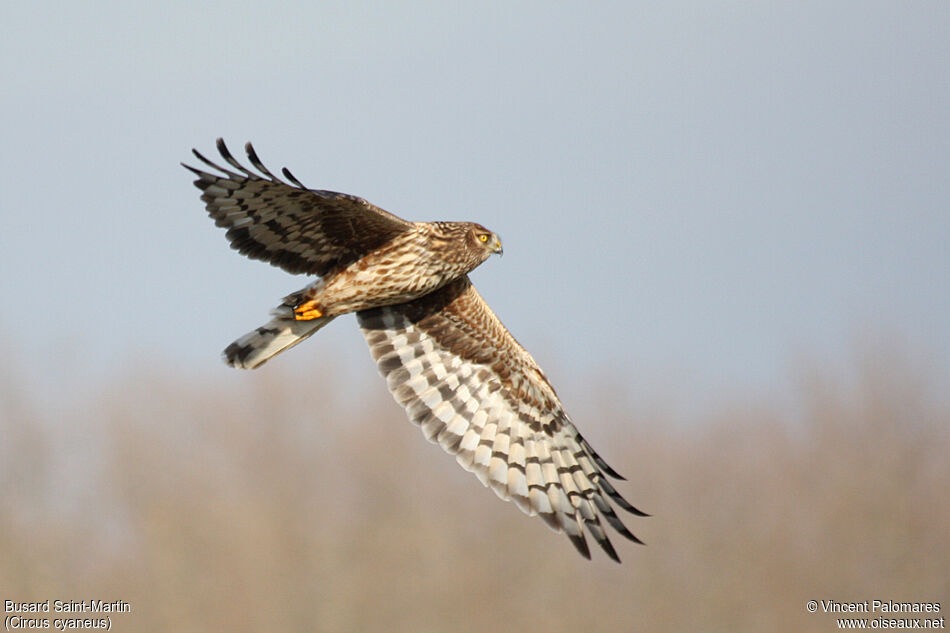 Hen Harrier female adult