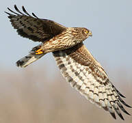 Hen Harrier