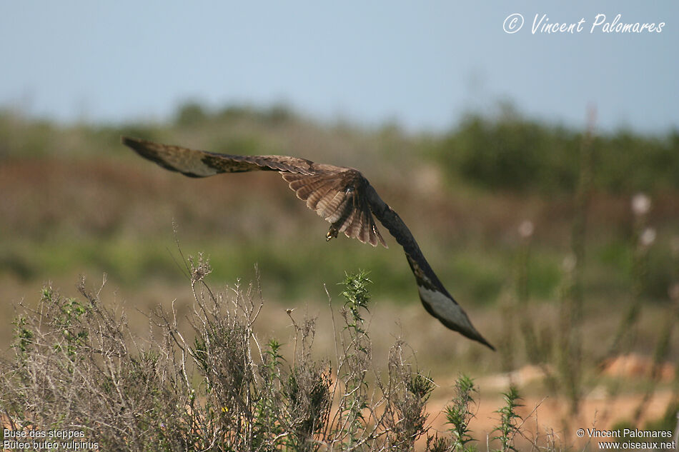 Common Buzzard (vulpinus)