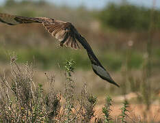 Common Buzzard (vulpinus)