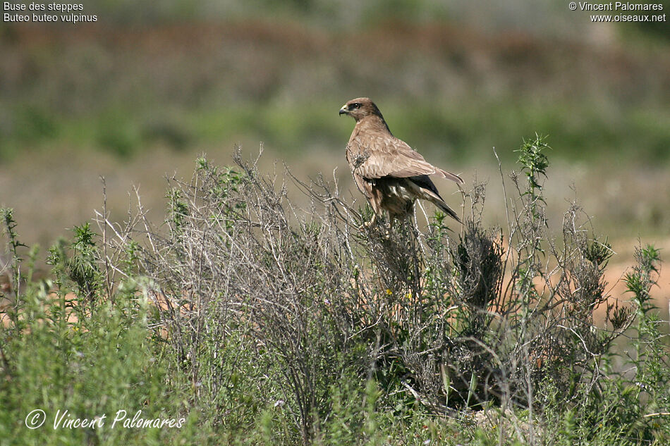 Common Buzzard (vulpinus)