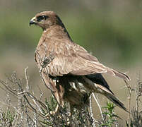 Common Buzzard (vulpinus)