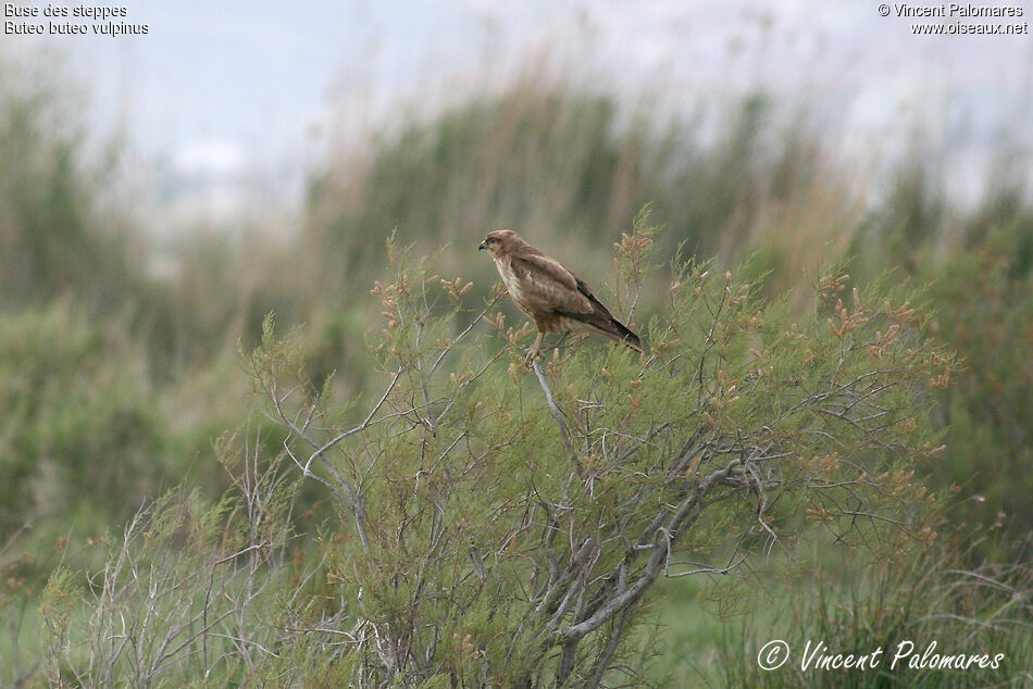 Common Buzzard (vulpinus)