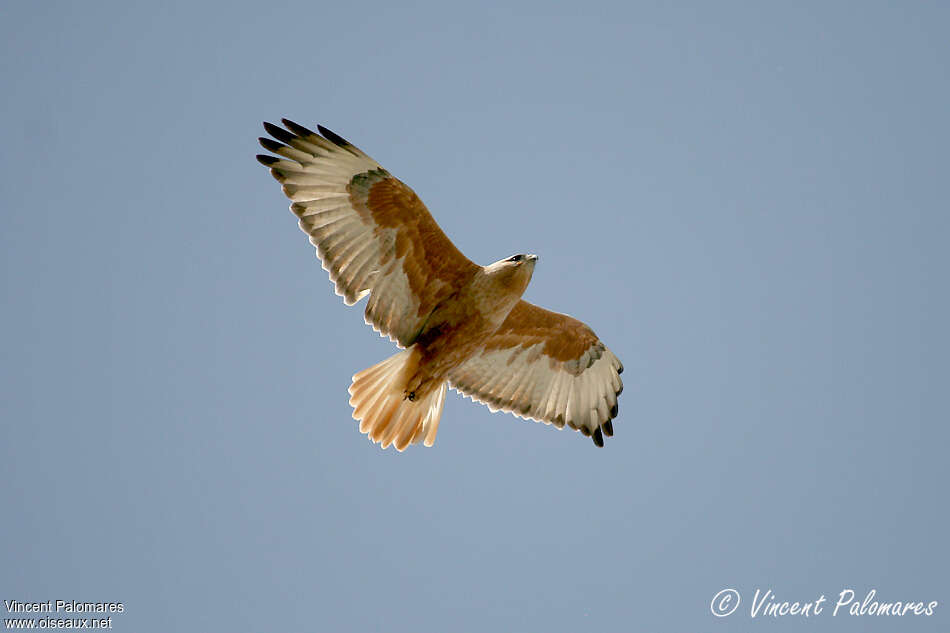 Long-legged Buzzardadult, Flight