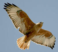 Long-legged Buzzard