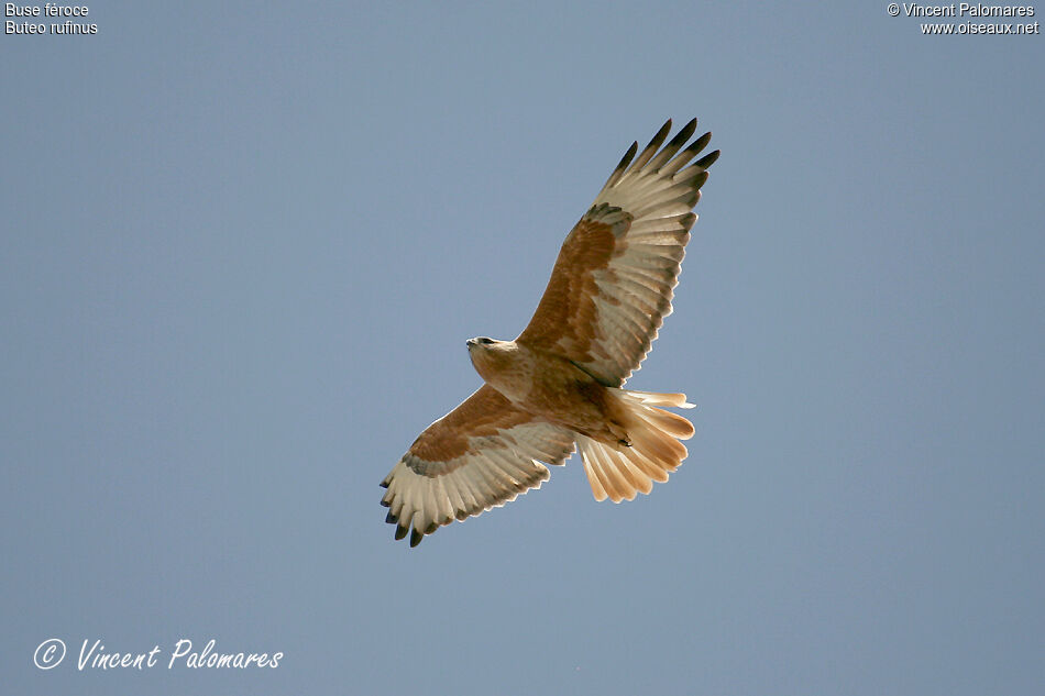 Long-legged Buzzard