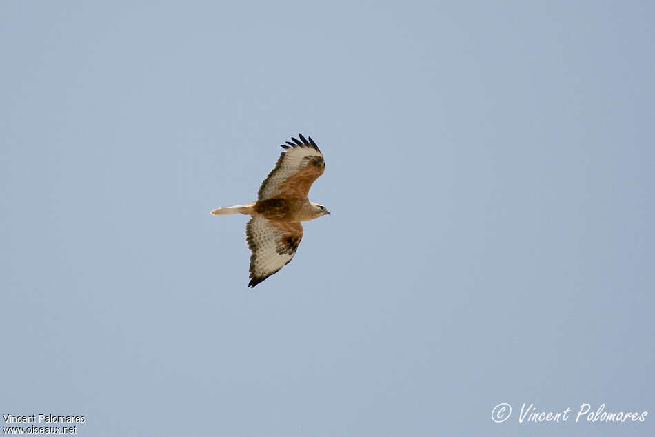 Long-legged Buzzardadult, Flight