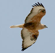 Long-legged Buzzard