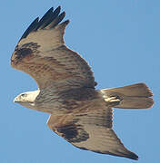 Long-legged Buzzard