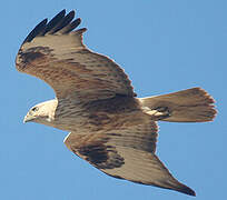 Long-legged Buzzard