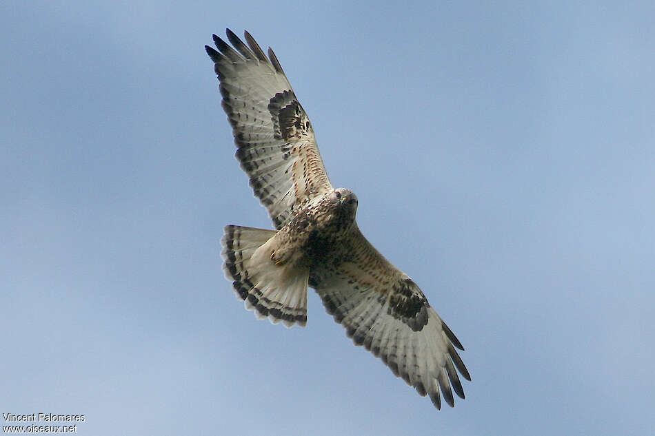 Rough-legged Buzzardadult, Flight