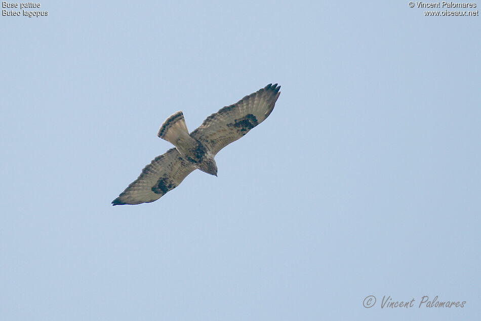 Rough-legged Buzzard male Third  year