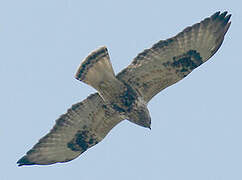 Rough-legged Buzzard