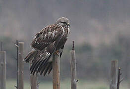 Rough-legged Buzzard