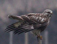 Rough-legged Buzzard