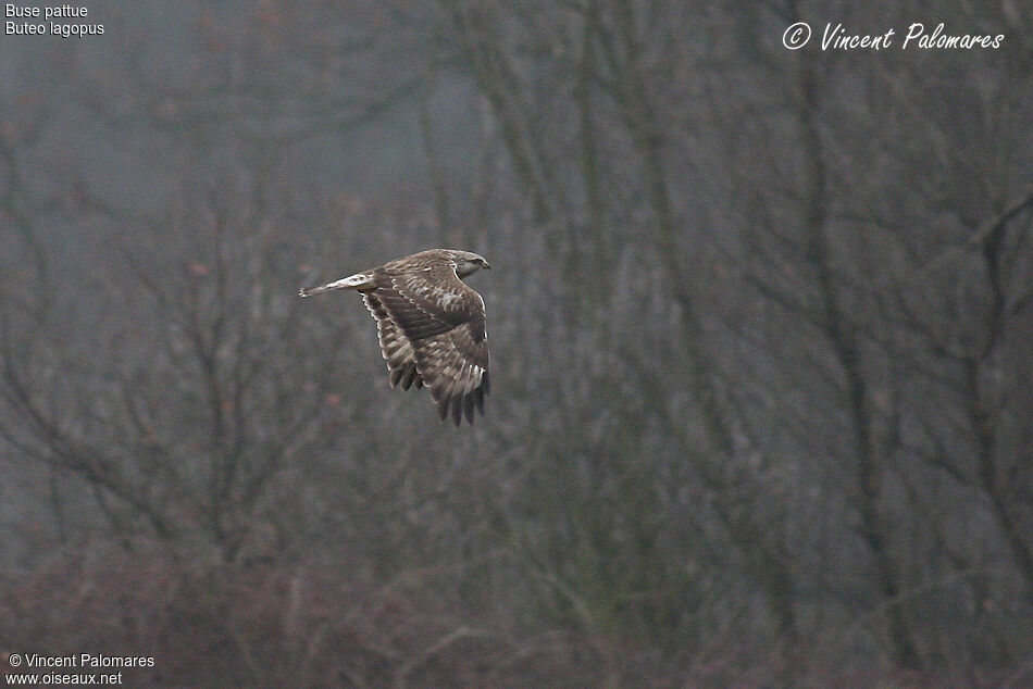 Rough-legged BuzzardSecond year