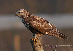 Rough-legged Buzzard