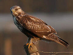 Rough-legged Buzzard