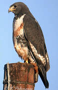 Jackal Buzzard