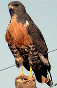 Jackal Buzzard