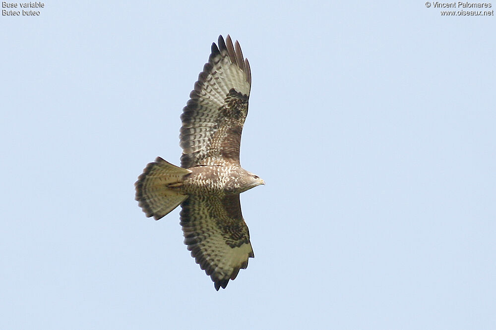 Buse variable