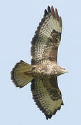 Common Buzzard