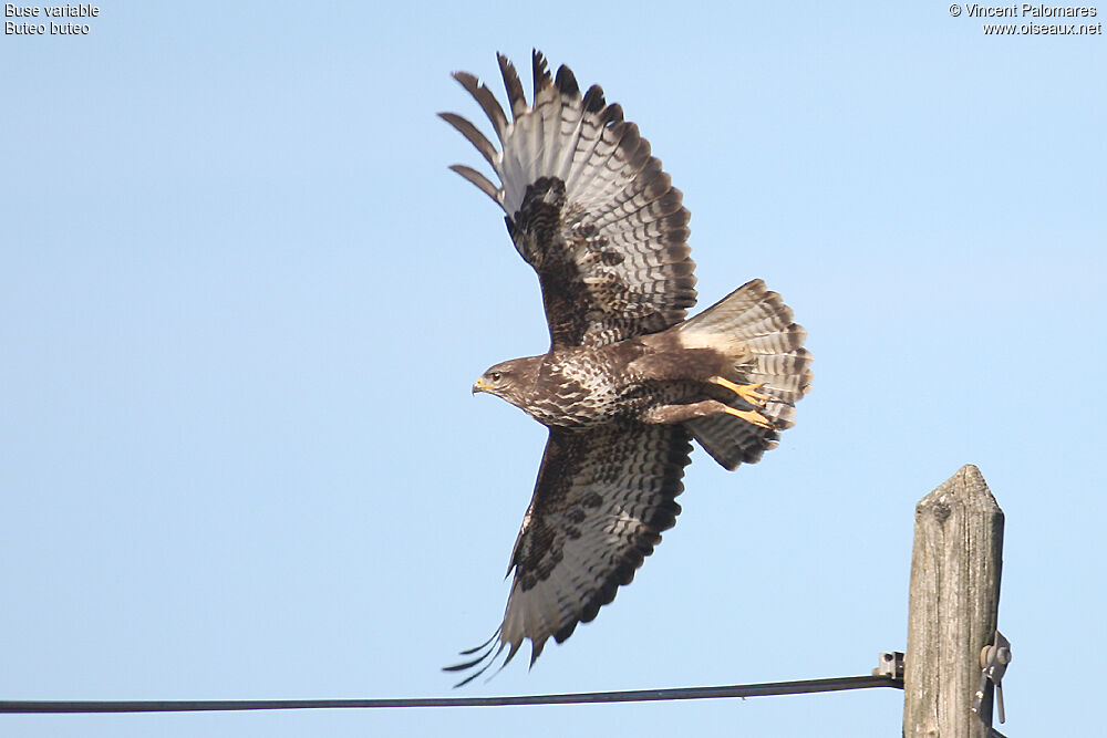 Buse variable