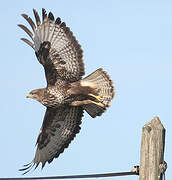 Common Buzzard