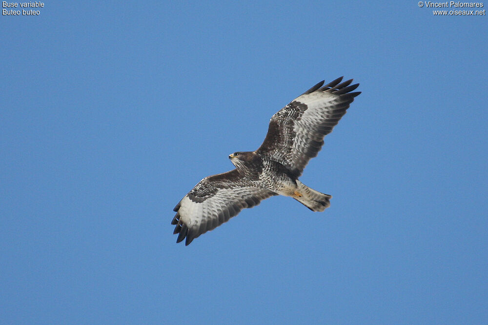 Common Buzzard