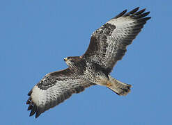 Common Buzzard