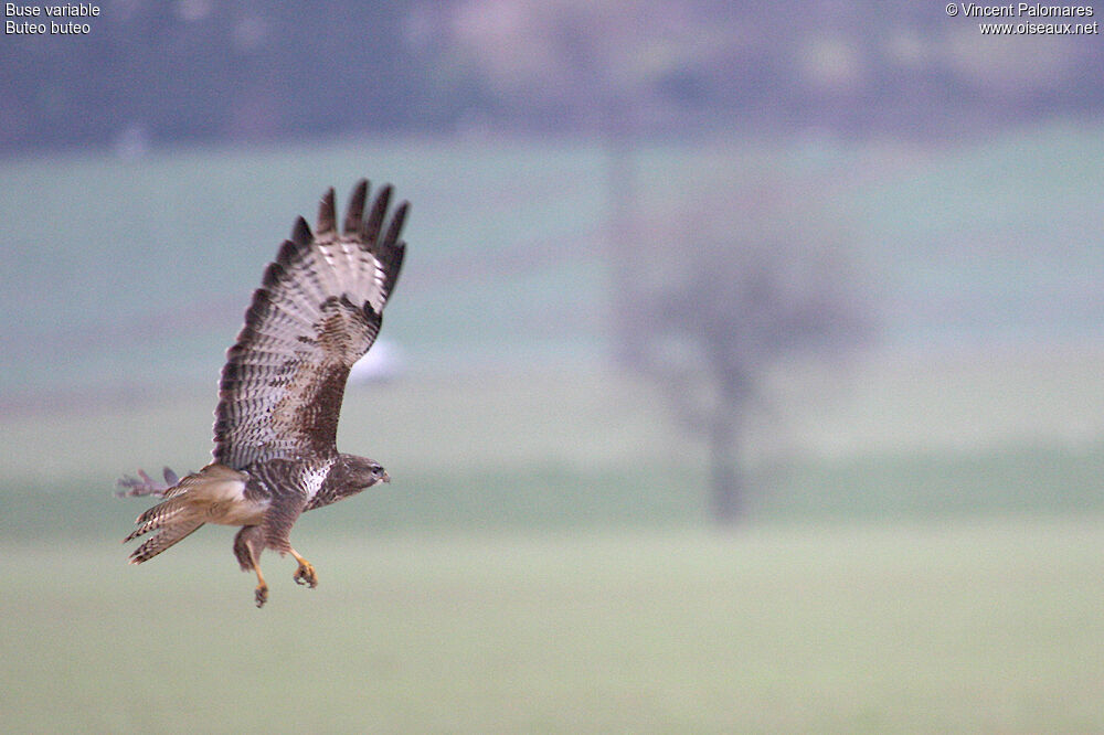 Buse variable