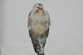 Common Buzzard