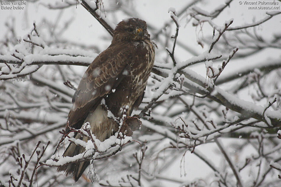 Buse variable