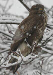 Buse variable