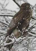 Common Buzzard