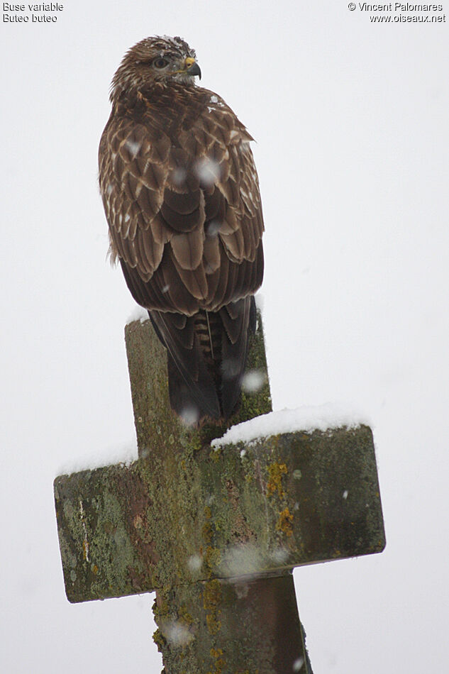 Common Buzzardimmature