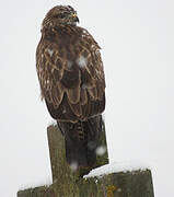 Common Buzzard